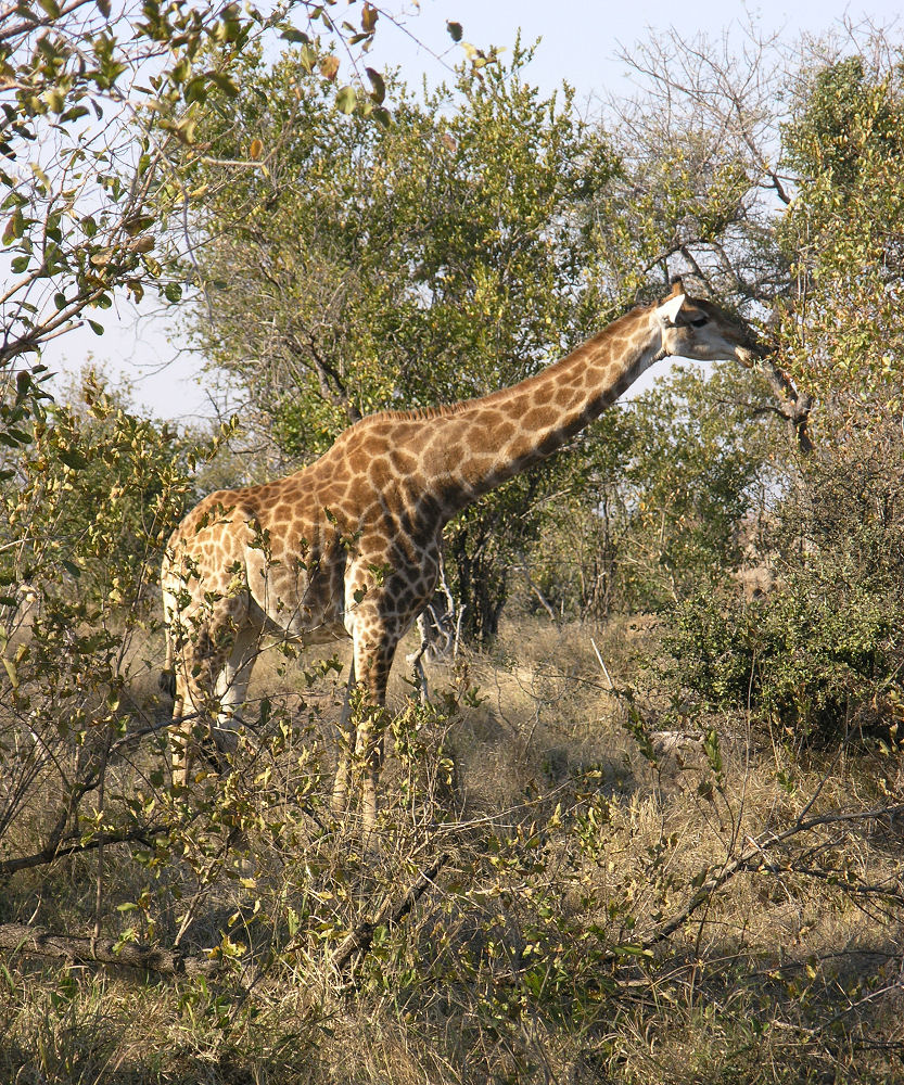 2006-08-08-juzna_afrika-krugerjev_park-zirafa.jpg